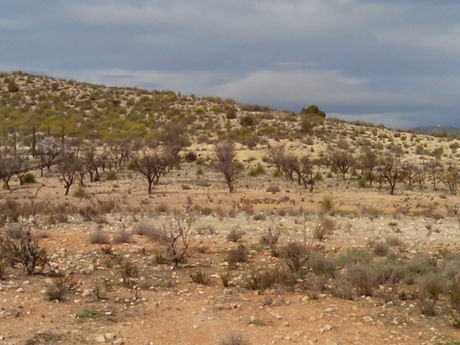 Land in Calasparra, Murcia for sale - Site Plan - Image 1 of 4