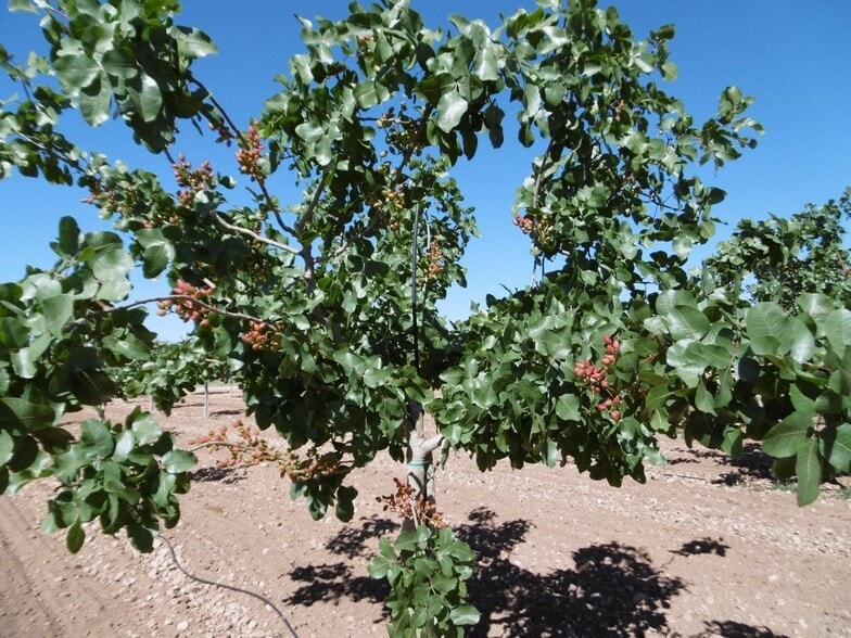 Land in Yecla, Murcia for sale - Primary Photo - Image 3 of 12