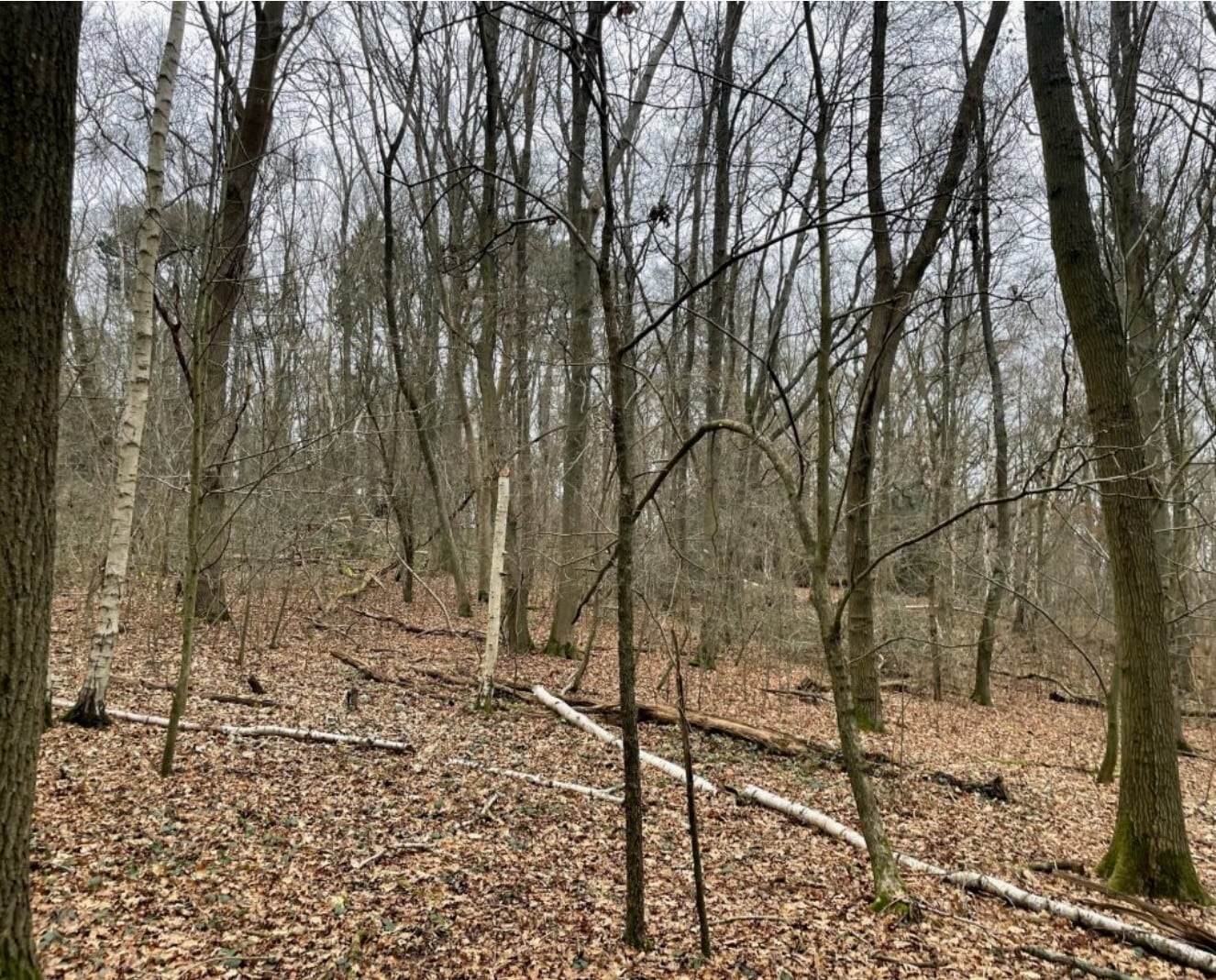 Blackhorse Rd, Woking for sale Primary Photo- Image 1 of 1