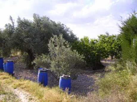 Land in Calasparra, Murcia for sale - Building Photo - Image 3 of 3