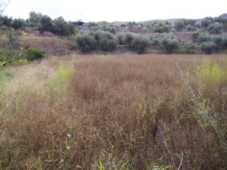 Land in Calasparra, Murcia for sale - Building Photo - Image 2 of 12