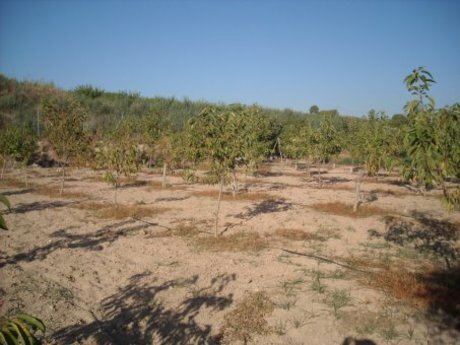 Land in Calasparra, Murcia for sale - Building Photo - Image 3 of 14