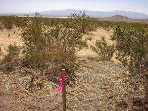 Blanco Rd, El Mirage, CA for rent Building Photo- Image 1 of 31