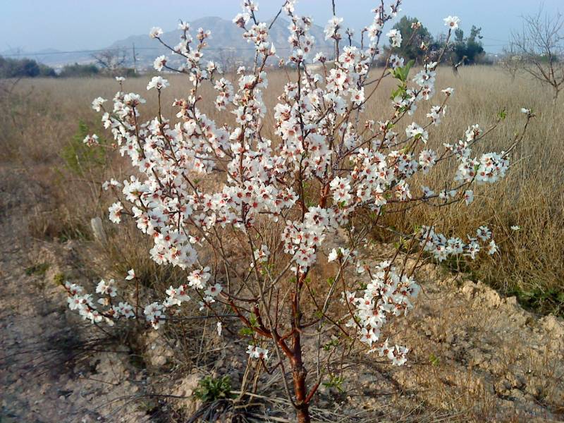 Land in Aspe, Alicante for sale Primary Photo- Image 1 of 6