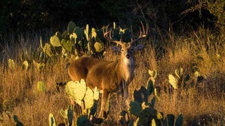 More details for 917 Bear Springs rd, Mason, TX - Land for Sale