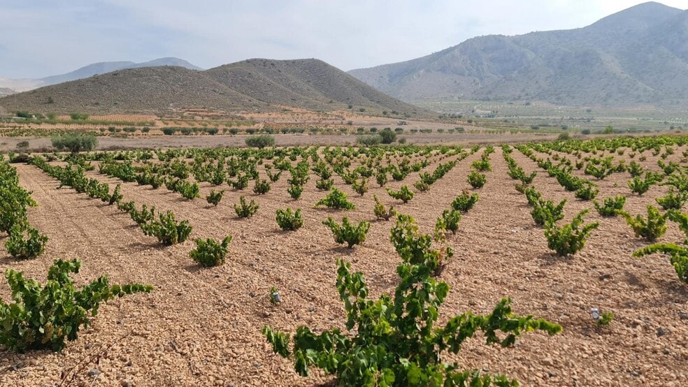 Land in Abanilla, Murcia for sale - Primary Photo - Image 3 of 13