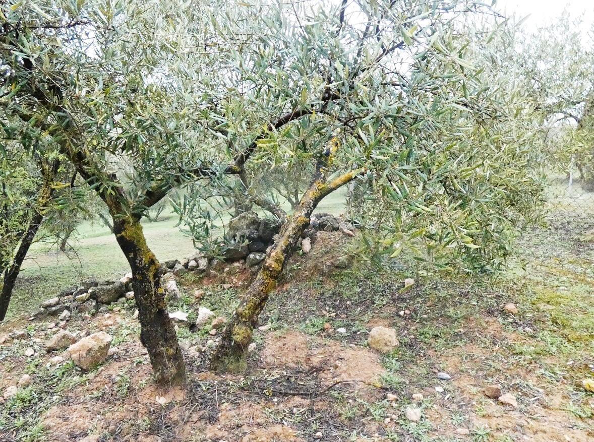 Land in Peligros, Granada for sale Building Photo- Image 1 of 23
