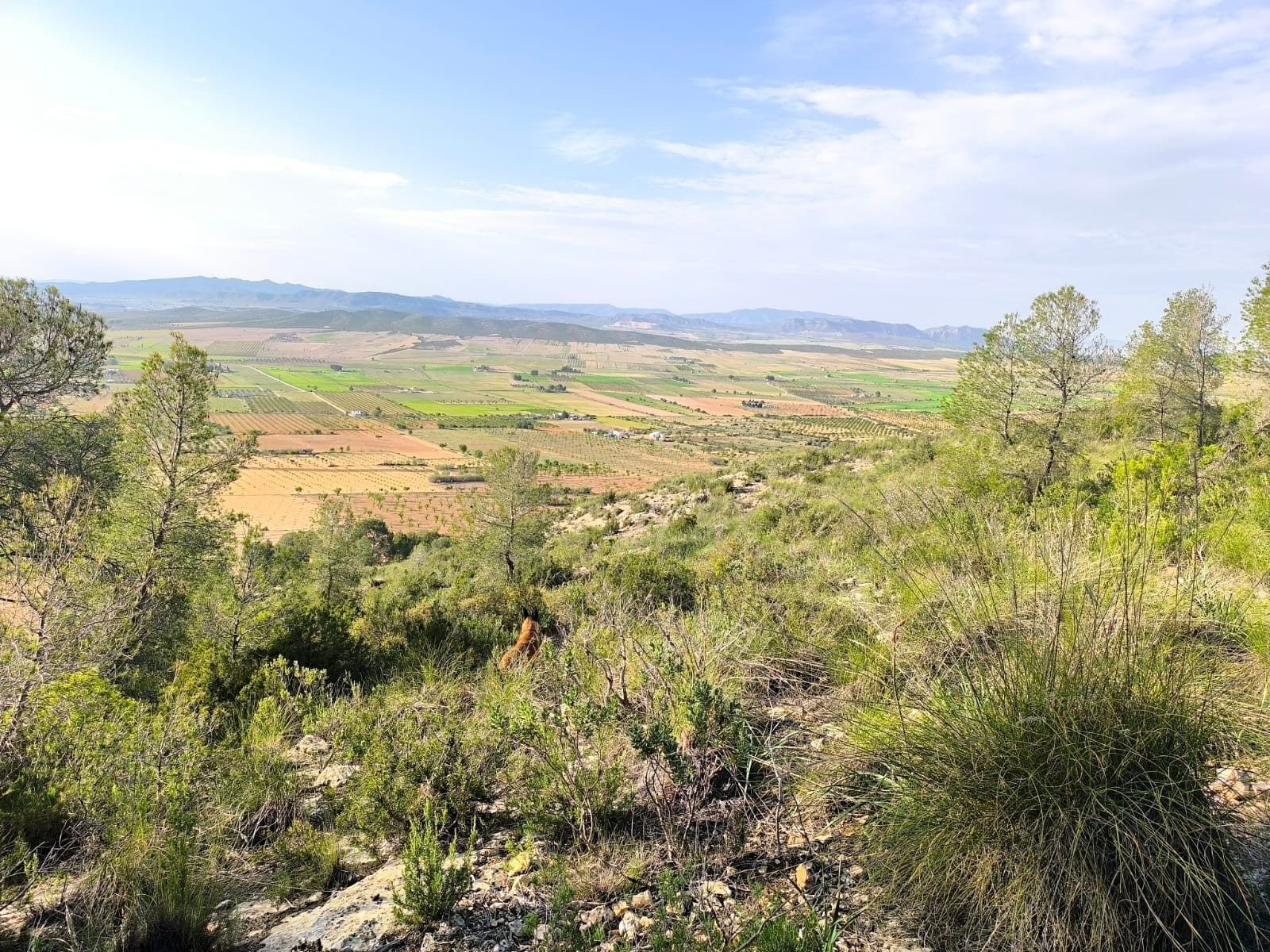 Land in Yecla, Murcia for sale Aerial- Image 1 of 16