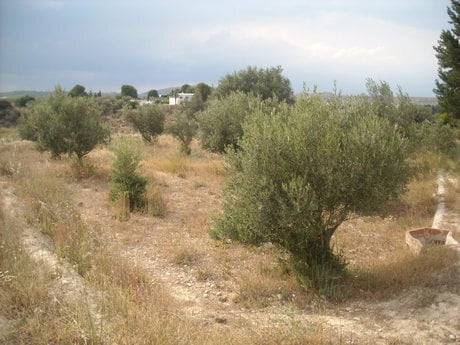 Land in Calasparra, Murcia for sale - Site Plan - Image 1 of 10