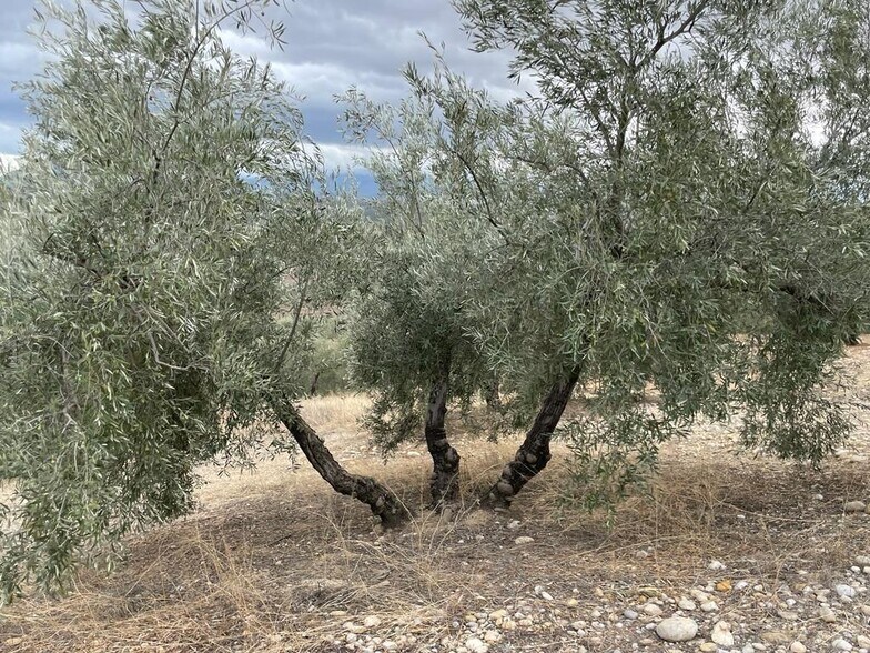 Land in Jaén, Jaén for sale - Building Photo - Image 3 of 22