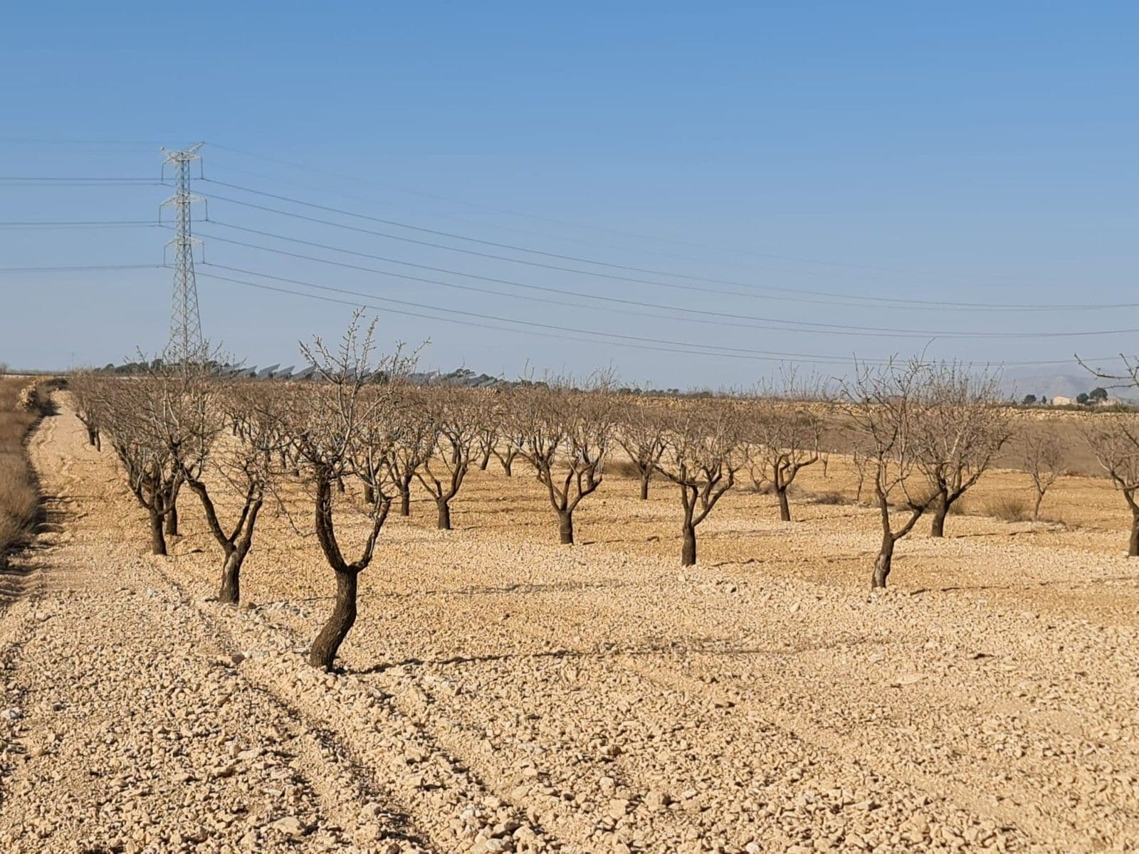 Land in Jumilla, Murcia for sale Primary Photo- Image 1 of 10