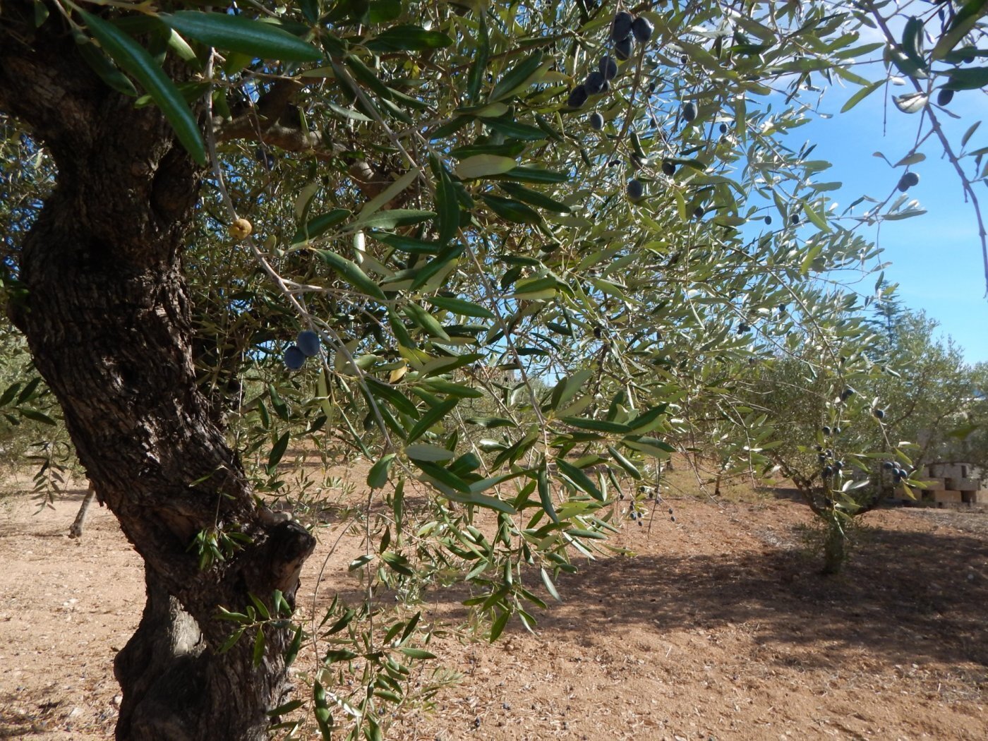 Land in Ontinyent, Valencia for sale Primary Photo- Image 1 of 6