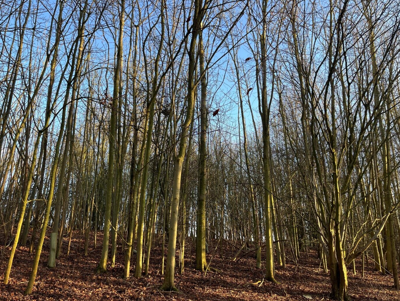 Trunch Hl, Harleston for sale Primary Photo- Image 1 of 1