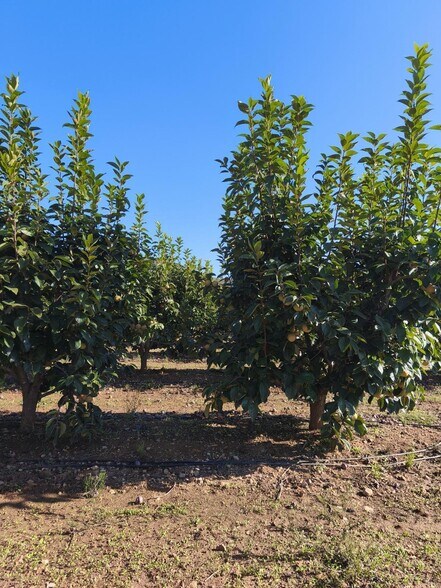 Land in València, Valencia for sale - Primary Photo - Image 2 of 6