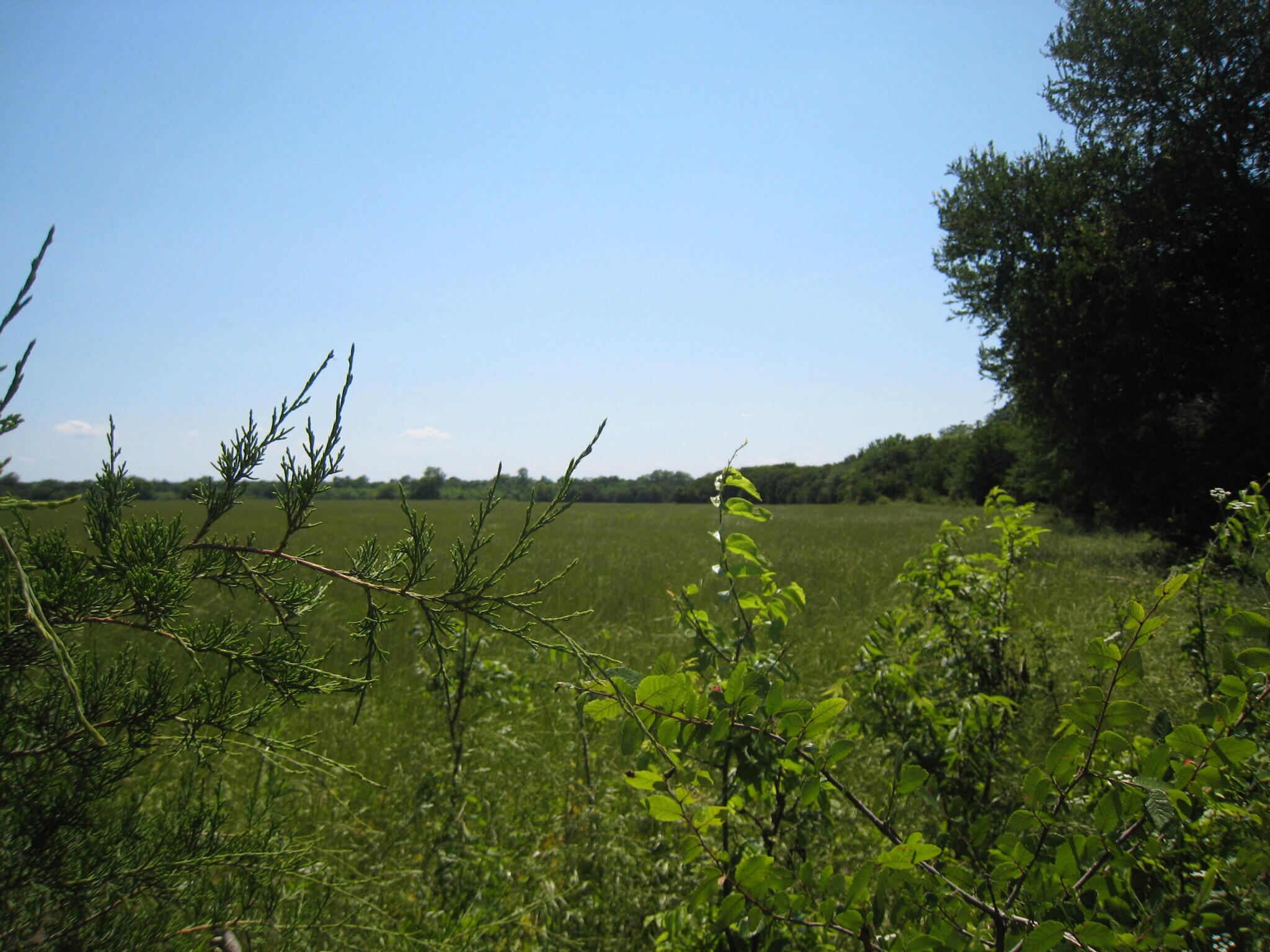 79.22 ac CR 1083, Celeste, TX for sale Primary Photo- Image 1 of 1