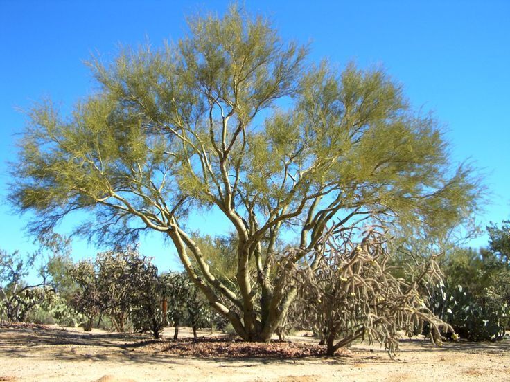 220TH Ave, Surprise, AZ for sale - Primary Photo - Image 1 of 7