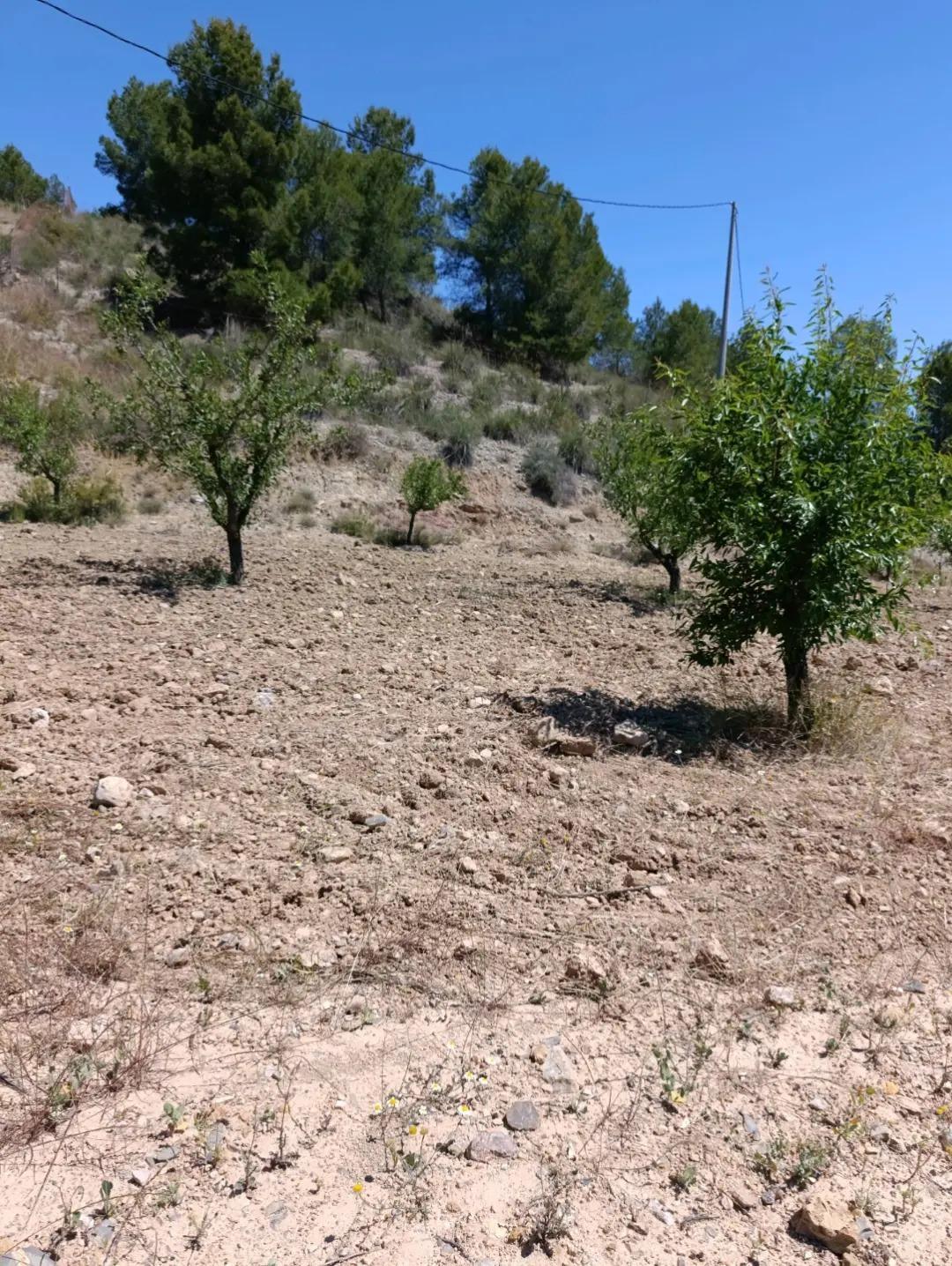 Land in Cehegín, Murcia for sale Site Plan- Image 1 of 13