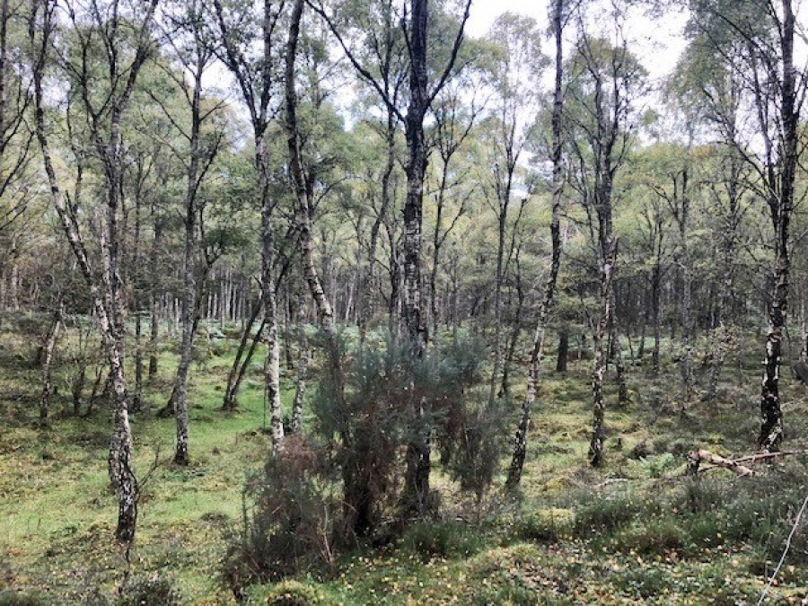 Little Blervie Wood, Forres for sale Building Photo- Image 1 of 1