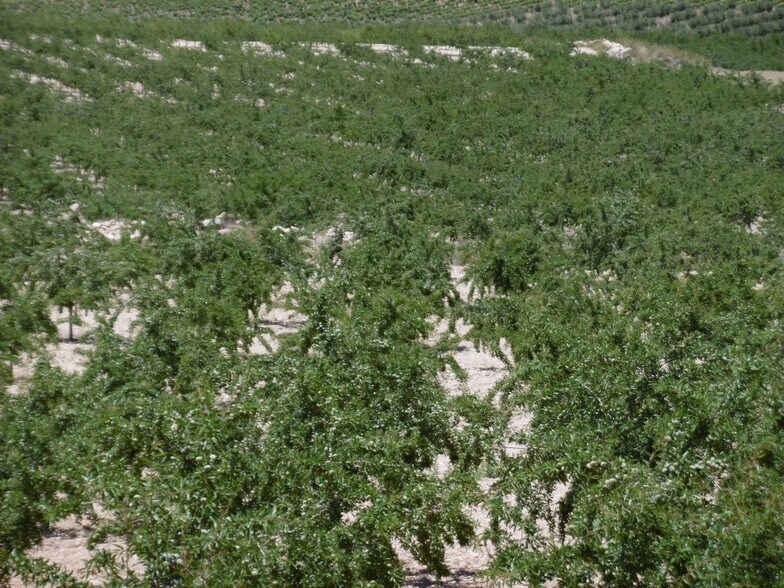Land in Jumilla, Murcia for sale - Primary Photo - Image 1 of 14