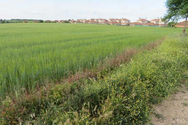 Land in Pozuelo del Rey, Madrid for sale - Other - Image 2 of 2