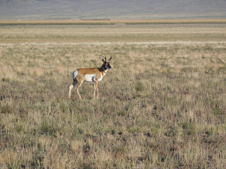 1234 GUNDERSON Rd, Rachel, NV for sale - Other - Image 1 of 6