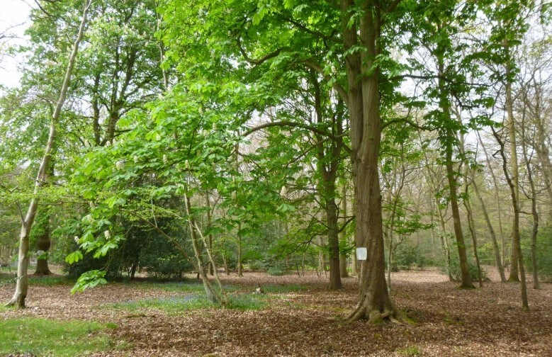 Templewood Ln, Slough for sale - Primary Photo - Image 1 of 1