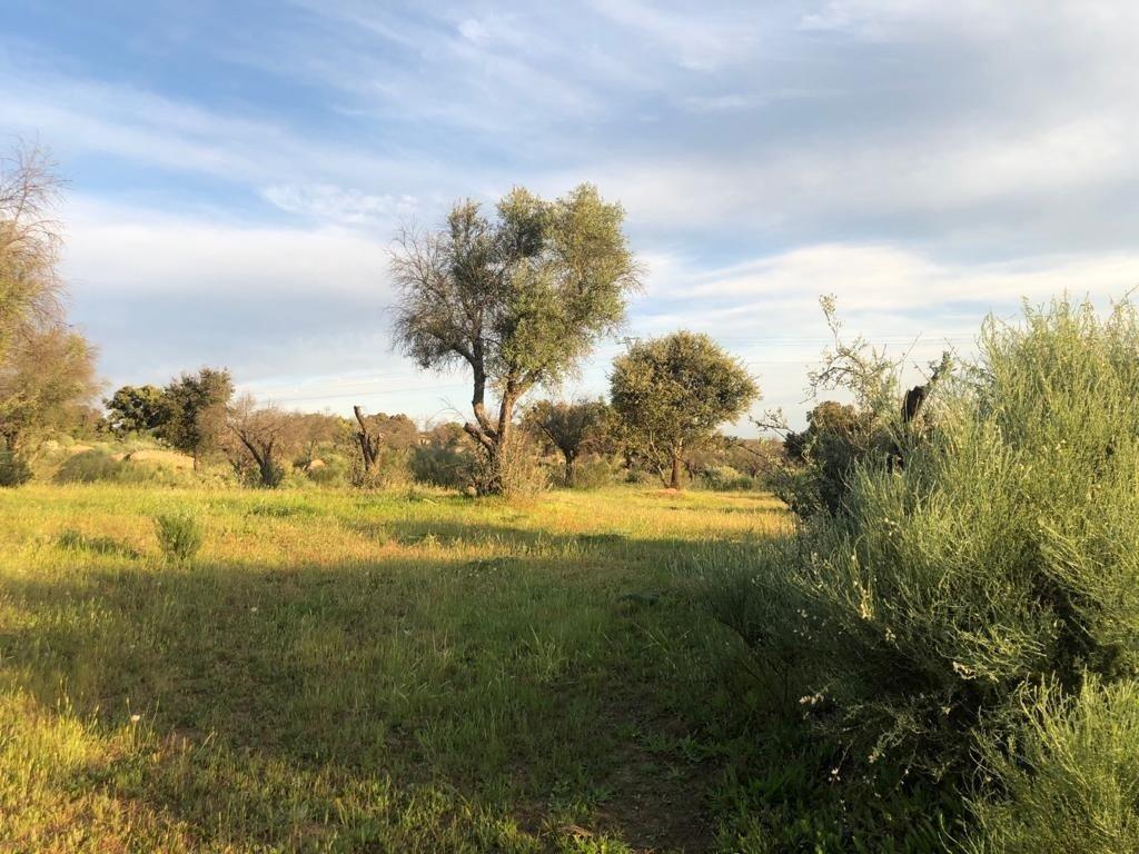 Land in Aldea del Cano, Cáceres for sale Primary Photo- Image 1 of 2