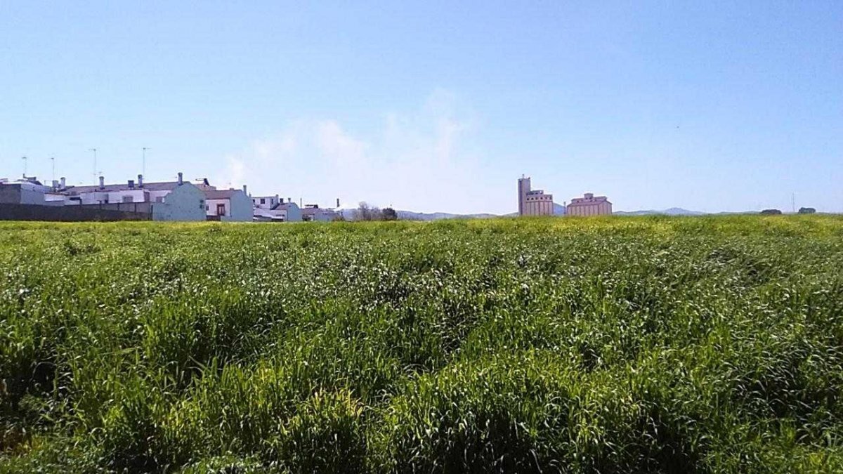 Land in Osuna, Sevilla for sale Primary Photo- Image 1 of 9