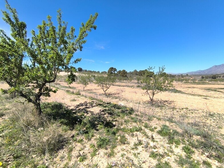 Land in Jumilla, Murcia for sale - Building Photo - Image 3 of 4